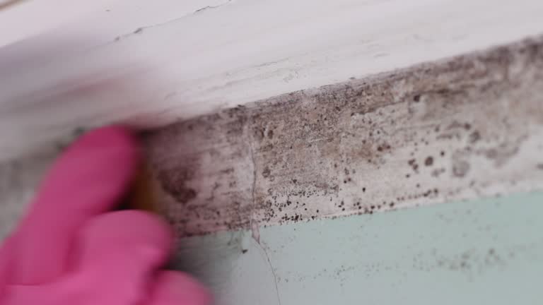 Trusted Reading, MI Mold Removal Experts